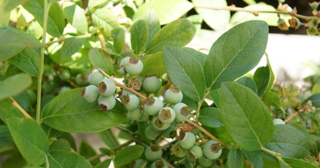 Sie können amerikanische Blaubeeren auf dem Balkon anbauen. Mach es und er wird mit Obst bestreuen