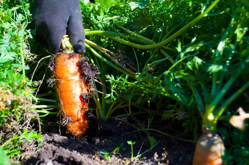 Vergiss die rissigen Karotten. Der Gärtner rät, es gesund und geradlinig zu halten