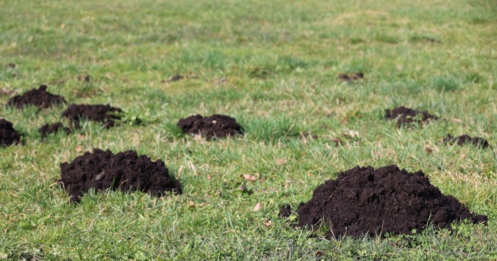 Legen Sie ein Blatt in den Maulwurfhügel. Der Schädling in einem Blitz wird aus dem Garten herauskommen