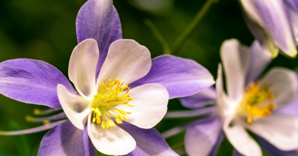 Es hat schöne Blumen und ist ein natürliches Zifferblatt für Schnecken. Die perfekte Pflanze für Anfänger
