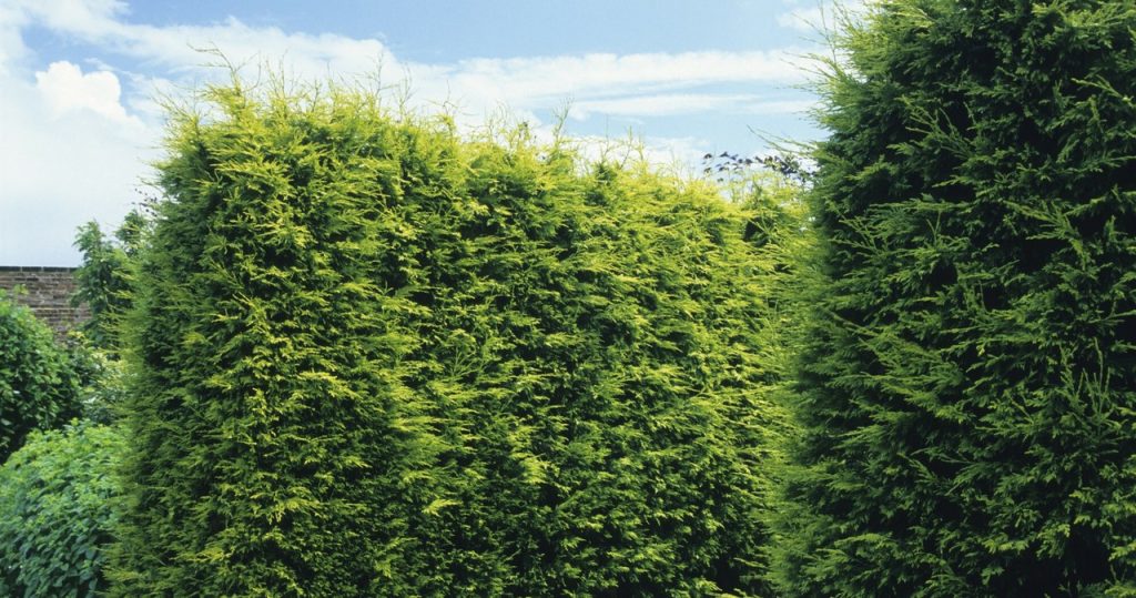 Decocts Thuja in Bezug auf Schönheit. Trennt eine Mauer von neugierigen Nachbarn