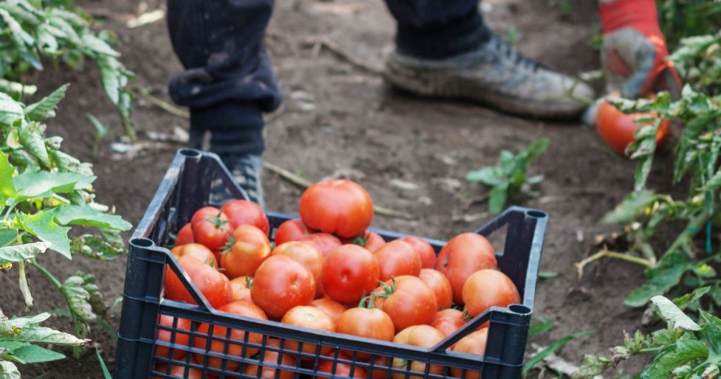 Mein Großvater verwässerte Tomaten. Sie waren köstlich, gesund und süß wie Süßigkeiten