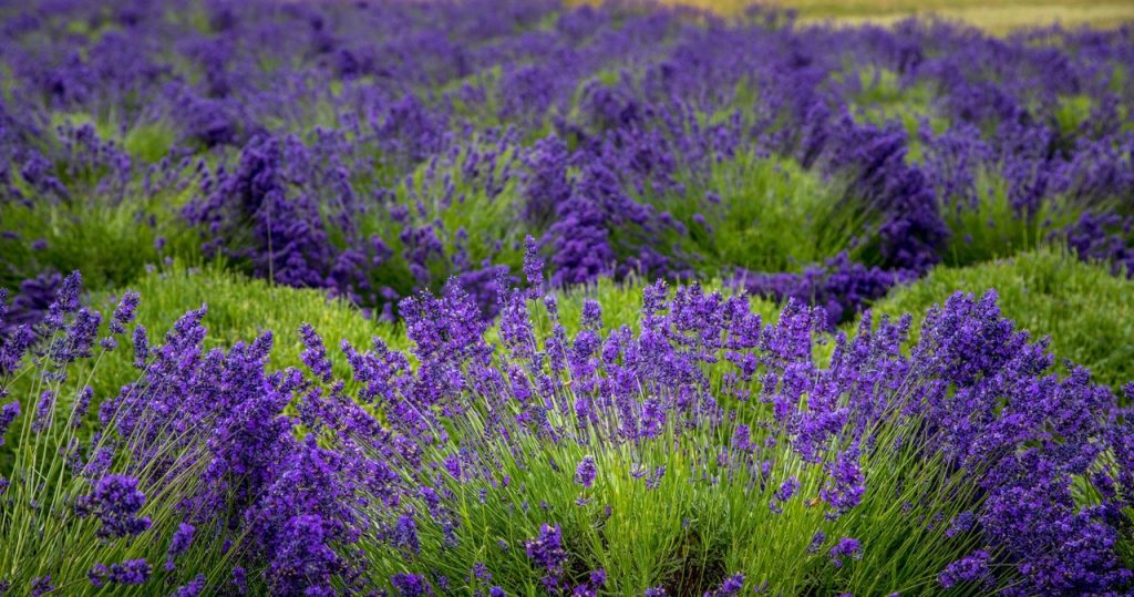 Wasser den Lavendel gießen. Der lila Teppich bedeckt den gesamten Garten