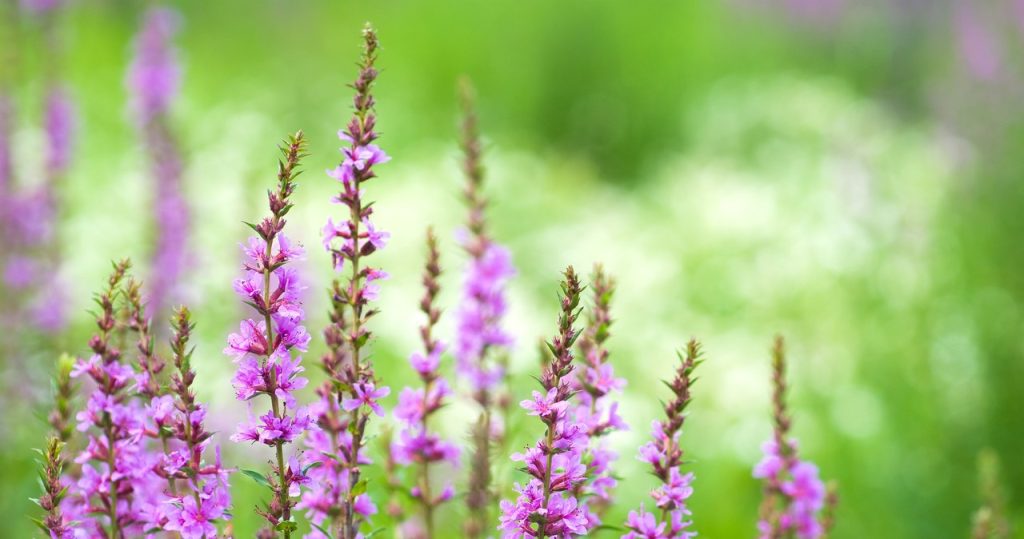So schön wie Heather und es blüht viel länger. Dafür ist es banal im Anbau