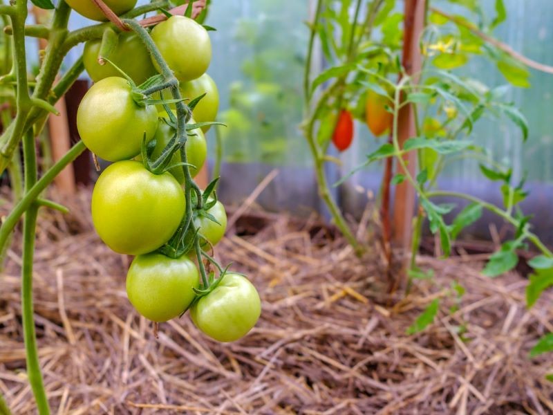 Schnelles Wachstum und Fülle von Früchten. Eine Gärtnermethode zum Pflanzen von Tomaten