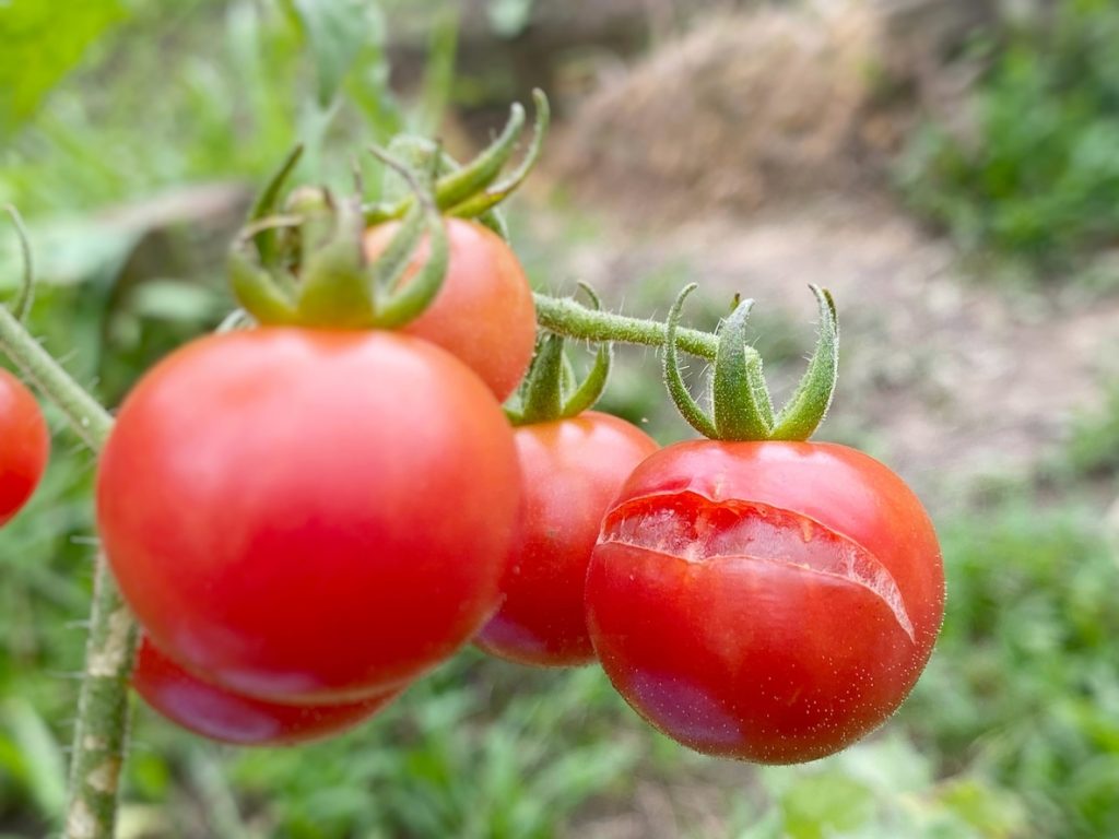 Wie man Tomaten in der Hitze richtig wässert: 4 Grundregeln, an die Sie sich erinnern sollten. 