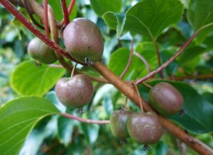 Strauch mit roten und grünen Früchten voller Vitamine. Interessante Sorten und wachsende Mini Kiwi (Actinidia)
