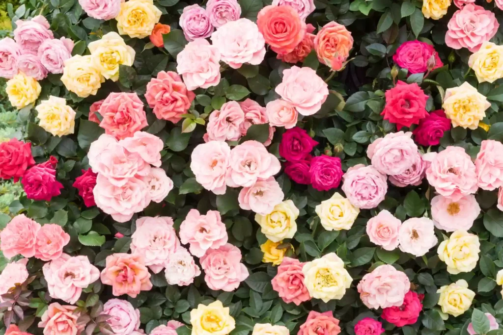 Wie man Blattläuse auf Rosen loswerden