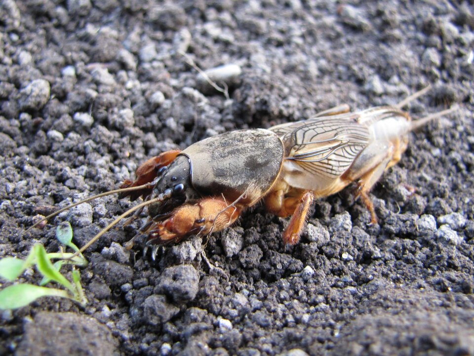 Es gräbt Burrows, Rakes und frisst Maulwürfe - diese unauffälligen Verbündeten retten Ihren Garten.