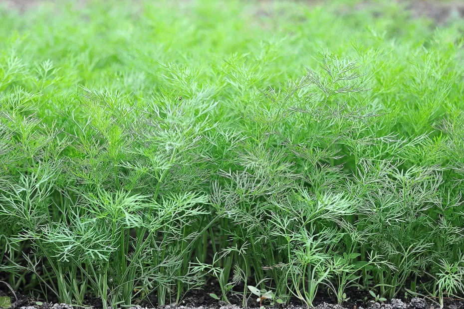 Omas Methode für Luxus Dill: Jede Sorte wird eine großartige Ernte geben - einfach nichts tun, um etwas zu tun 