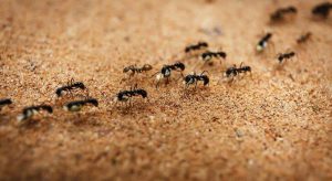 Wie Sie Anthill für immer in Ihrem Garten loswerden: Sie haben fünf Optionen