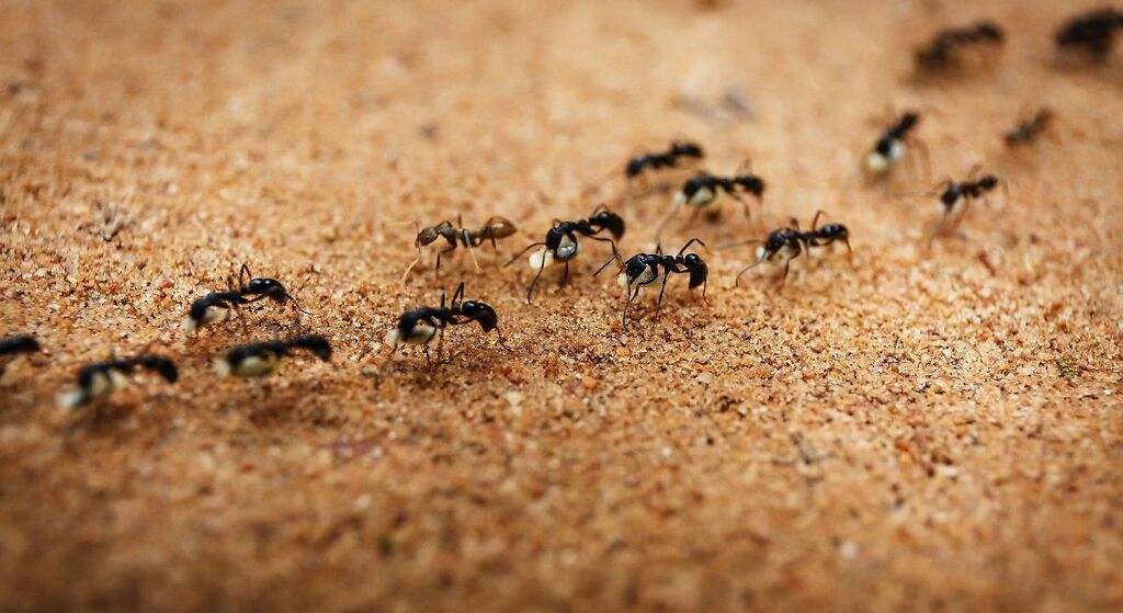 Wie Sie Anthill für immer in Ihrem Garten loswerden: Sie haben fünf Optionen 