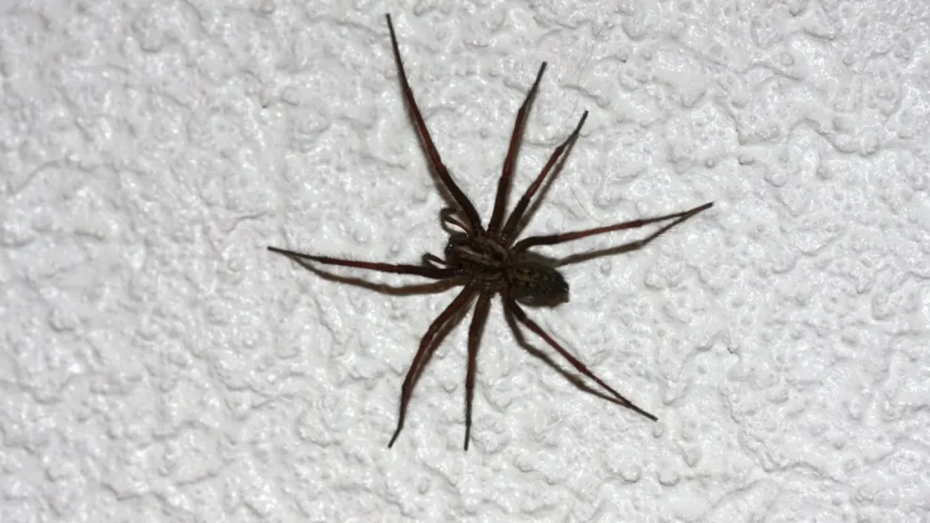 Drei einfache Möglichkeiten, Spinnen im Haus loszuwerden. Keine Spinnweben mehr