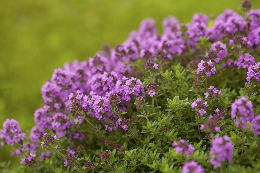 Wie Sie Ameisen aus Ihrem Garten erhalten: Beste Tricks