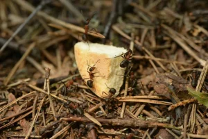 Ins Nest gießen. Es wird keine Spur der Ameisen geben.