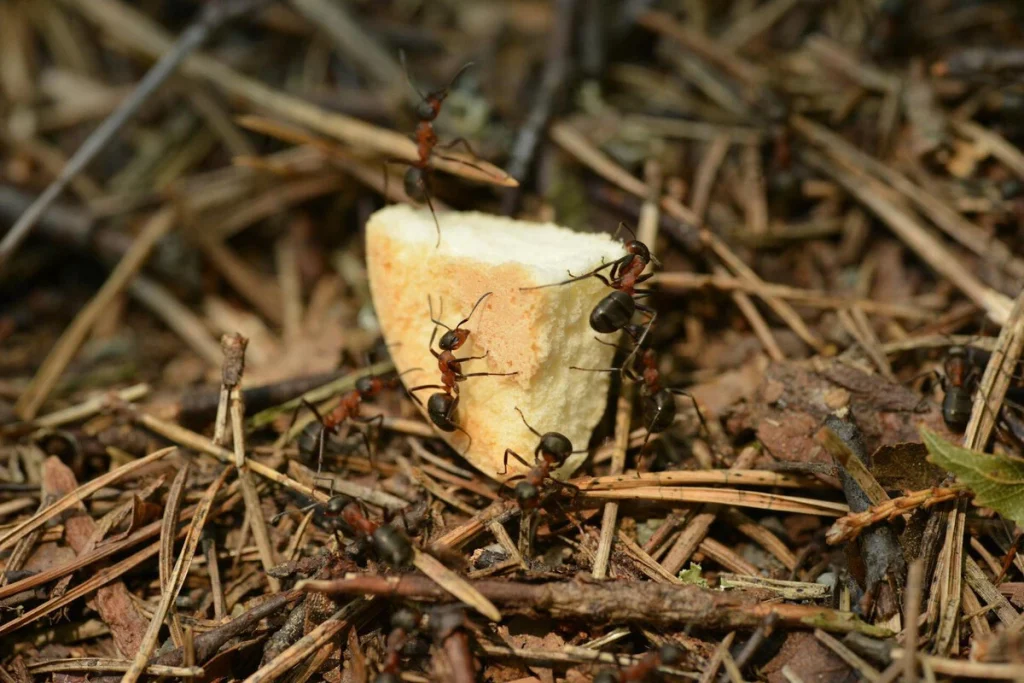 Vier Möglichkeiten, den Anthill im Haus oder im Garten schnell und einfach zu zerstören, ohne Insektizide zu verwenden.