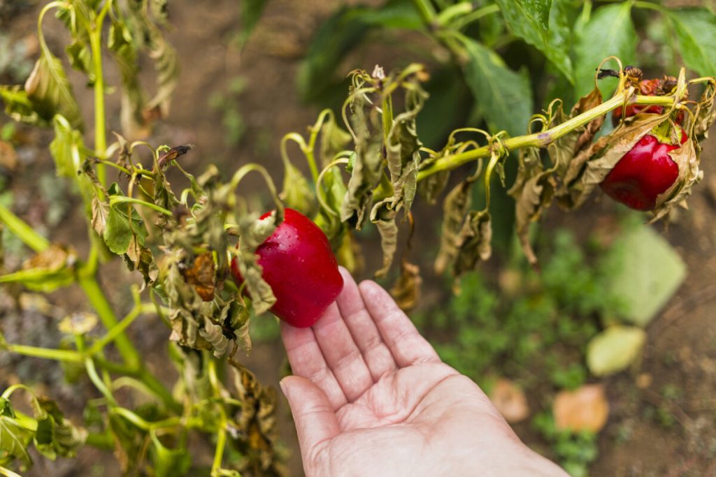 Drei Produkte, die Paprika für eine reichhaltige Ernte geben müssen 
