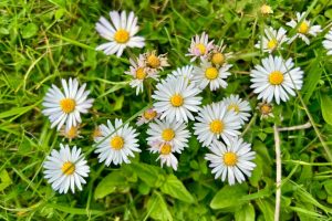 Gänseblümchen sehen auf dem Rasen wunderschön aus, sind aber auch ein Warnsignal.