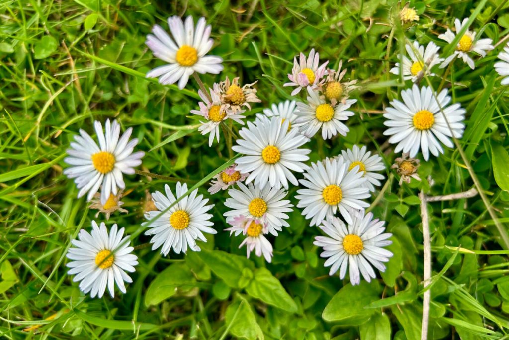 Gänseblümchen sehen auf dem Rasen wunderschön aus, sind aber auch ein Warnsignal. 