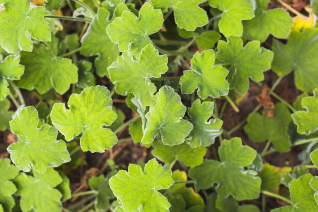 Übertreiben Sie es nicht mit dieser Pflanze: Es wird als Unkraut angesehen, aber im Juni ist es sehr nützlich, wenn Sie möchten, dass Ihr Garten blüht. 