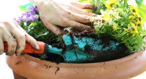 Laut erfahrenen Gärtnern ist es eine Zutat, die Sie in Ihren Garten erweitern sollten, damit die Pflanzen im Juni gesund werden und wunderschön blühen.