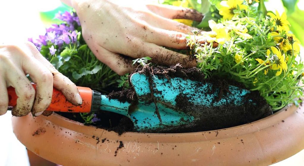 Laut erfahrenen Gärtnern ist es eine Zutat, die Sie in Ihren Garten erweitern sollten, damit die Pflanzen im Juni gesund werden und wunderschön blühen. 