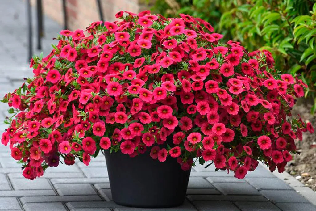 Pflanzen Sie einen Ort der Petunia. Es ist einfacher zu wachsen und blüht lange. 