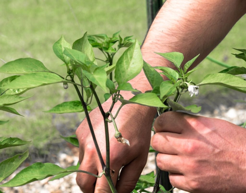 Entfernen Sie die erste Blume auf dem Pfeffer und der gesamte Strauch ergibt viel mehr Früchte 