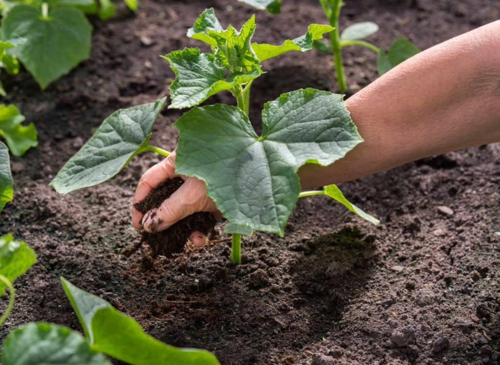 Sammle sie und benutze in deinem Garten. Sie halten Wasser perfekt, bereichern den Boden und schützen vor Schädlingen.
