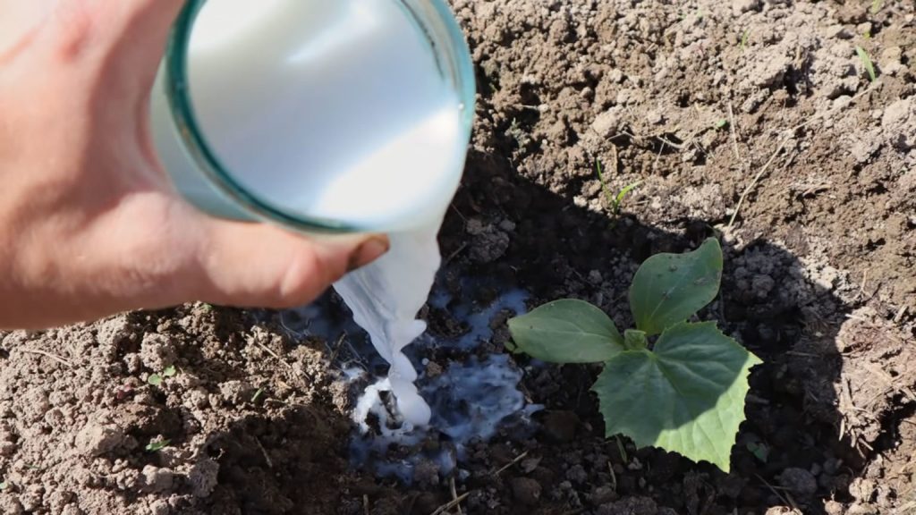 Teilen Sie es mit Wasser und sprühen Sie die Gurken im Juni im Juni, und kein Schädling wird sich ihnen nähern.
