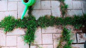 Haben Sie Unkraut auf der ganzen Terrasse? Mit diesem Küchenmittel werden Sie es in kurzer Zeit zerstören