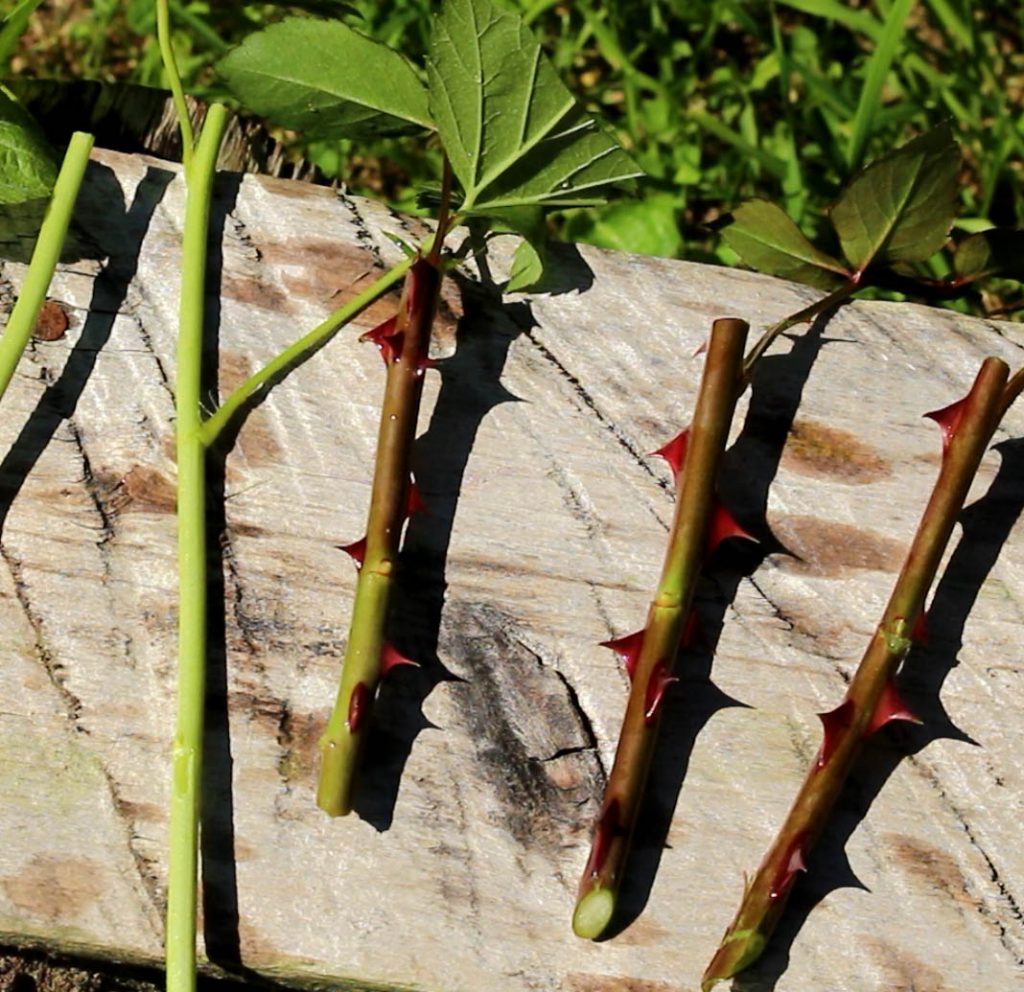 Wie man Obstpflanzen mit grünen Stecklingen reproduziert: detaillierte Anweisungen