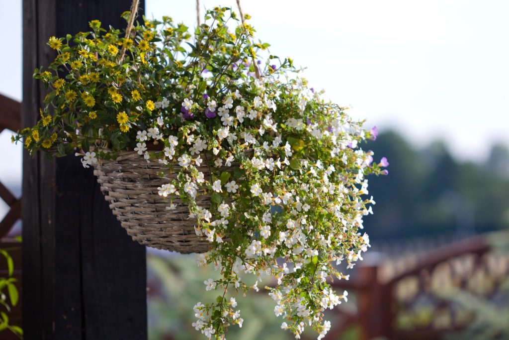 Wenig bekannte Balkonblume. Es ist schöner als Petunien und Geranien. Leicht zu erwachsen.