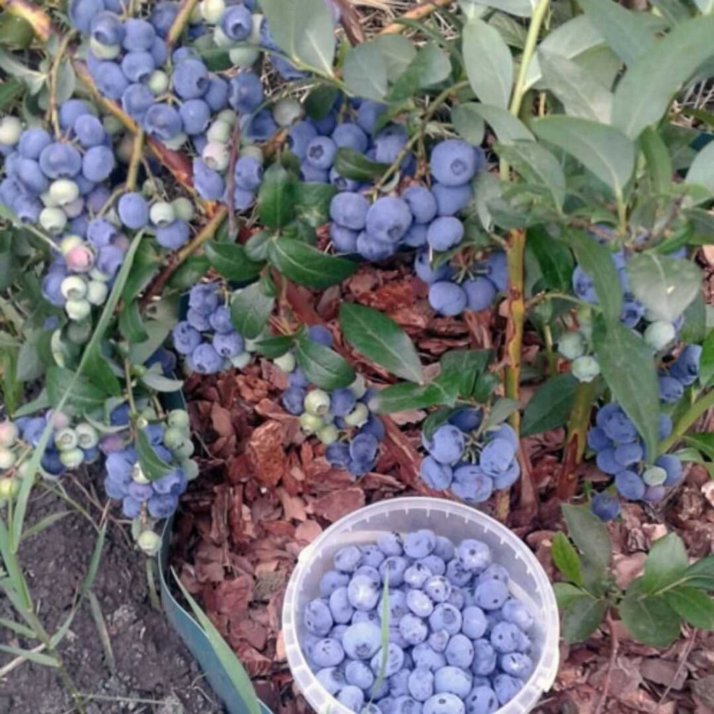 Wachsen Sie Blaubeeren? Achten Sie auf diese häufigen Fehler - sie können Ihre Ernte zerstören