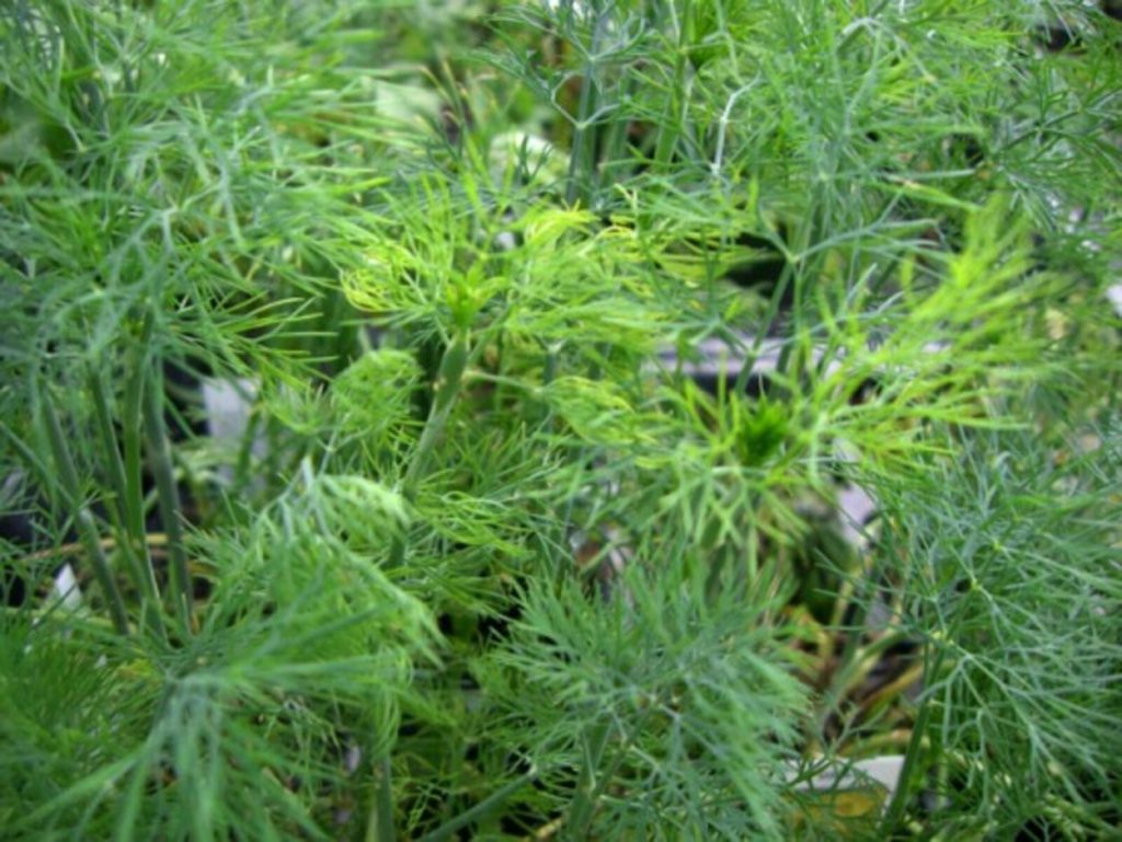Die Blattläuse greifen sogar Dill an, aber dieses Sprühen hielt nicht an.