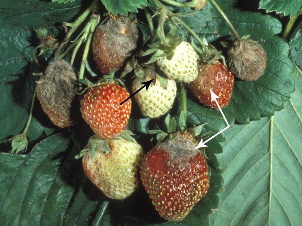 Erdbeeren faust ohne Reife: Wie man sie sicher behandelt, um die Ernte zu retten 