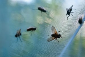 Drei zuverlässige Heimtricks, mit denen Sie Fliegen von Ihrem Zuhause loswerden können