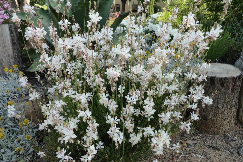 Diese sehr langlebige Blume wächst auch auf Kies und blüht den ganzen Sommer über ohne Bewässerung. 