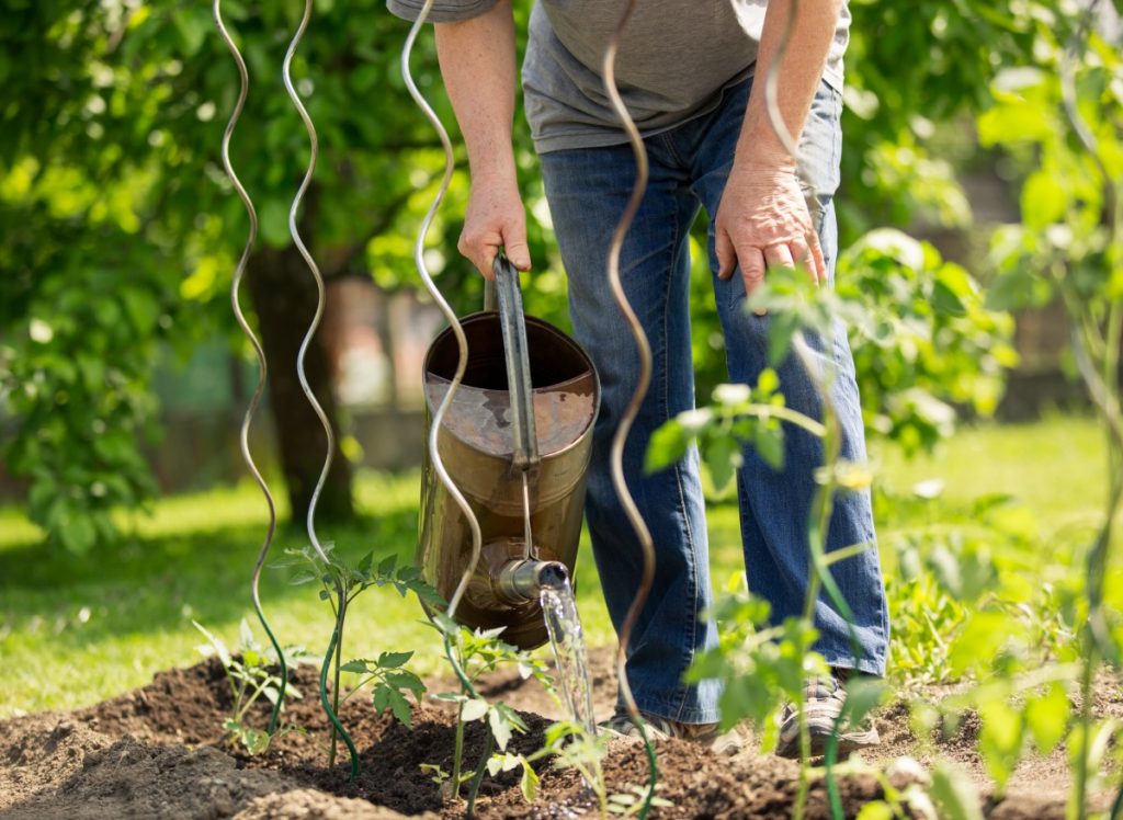 Es schützt vor Krankheiten und stimuliert das Tomatenwachstum. Sie können für mehrere Zlotys kaufen und einen guten Dünger machen. 