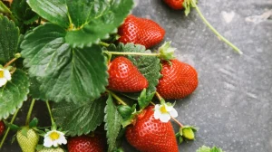 Schneiden und in die Sonne legen, dann unter die Erdbeeren werfen. Dies gibt ihnen einen starken "Impuls" und gebären wie nie zuvor.