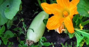 Zucchini als Profis anbauen: 6 einfache Geheimnisse der großen Ernte