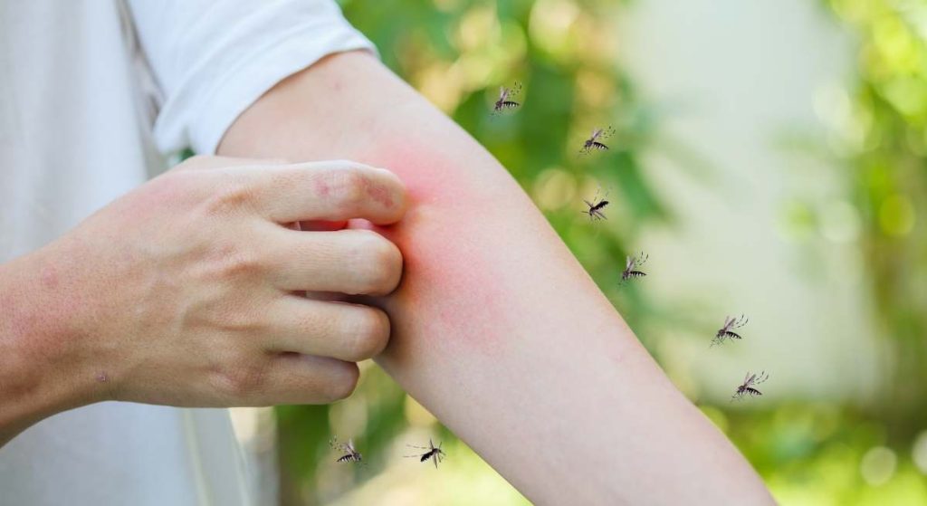 Vergessen Sie die Mückenstiche und Motten in diesem Sommer: Diese Anlage wird sie von Ihrem Haus wegfahren. 
