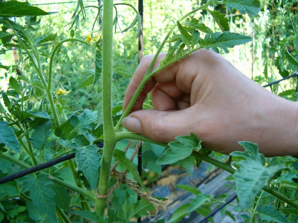 Mach es mit Seitenaufnahmen von Tomaten. Dies wird den Ertrag erhöhen.
