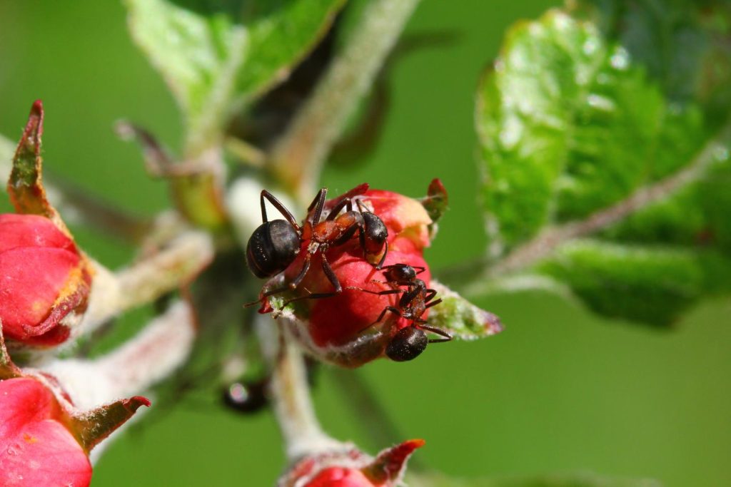 Ziehen Sie es aus dem Küchenschrank und verschütten Sie es in den Garten. Sie fahren sofort Schnecken und Ameisen weg. 
