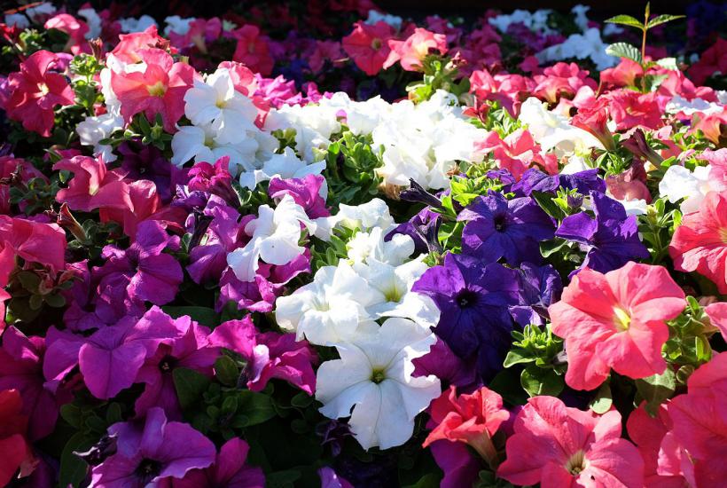 Dünger, der Petunia -Blühen von Knospen - und es in 10 Minuten vorbereiten lässt 