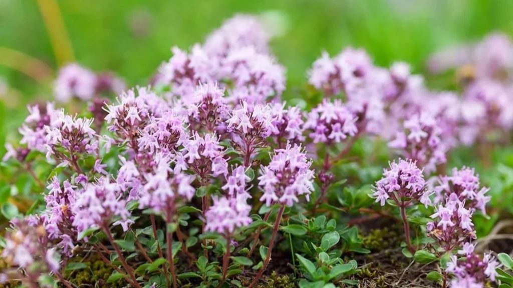 Gärtner enthüllten, warum sie im Garten keine Minze wachsen und was besser zu pflanzen ist 