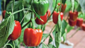 Wie man große und fleischige Paprika wächst: Fünf Grundregeln für Gärtner.