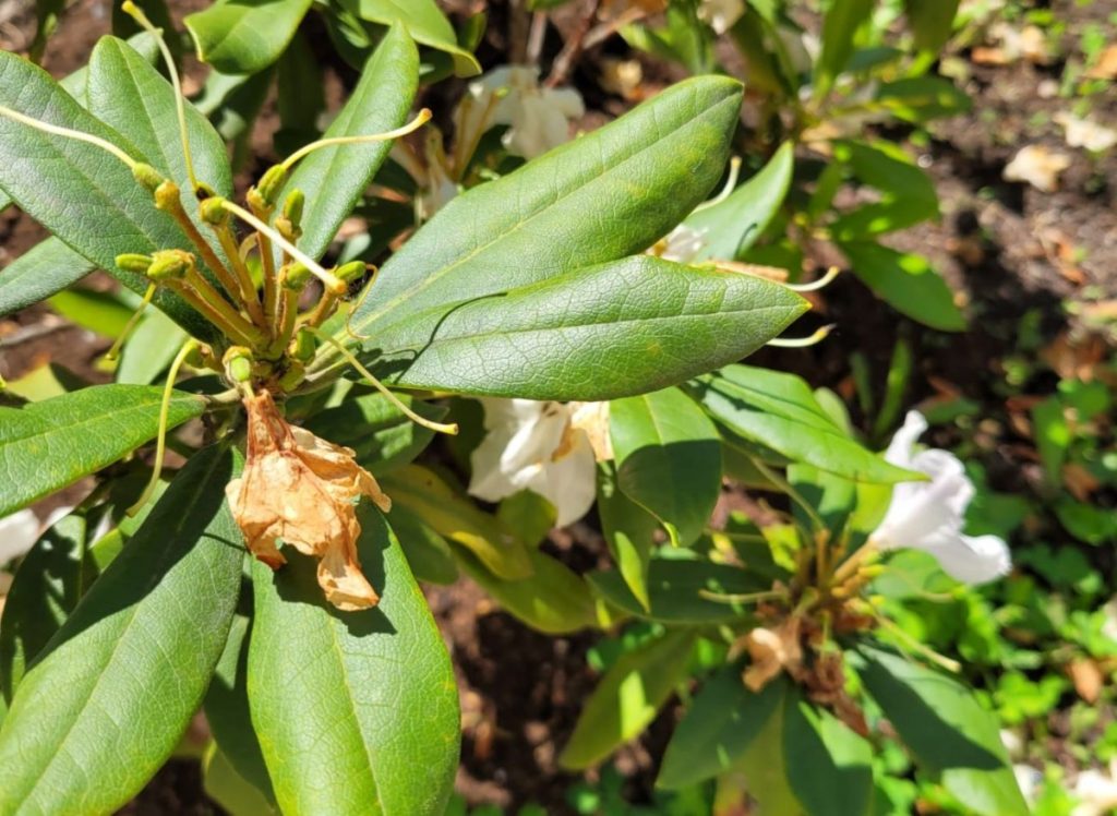 Was tun, wenn Rhododendron blühte? Ein wichtiges Verfahren zur Stärkung der Pflanze 