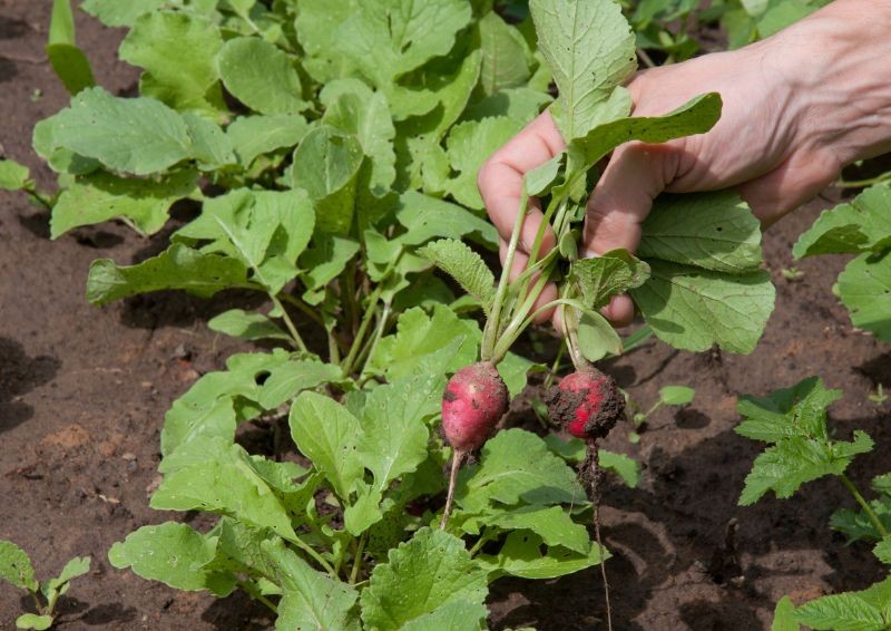 Gemüse für die Ernte im Spätherbst. Welches Gemüse im Juni zu säen? 