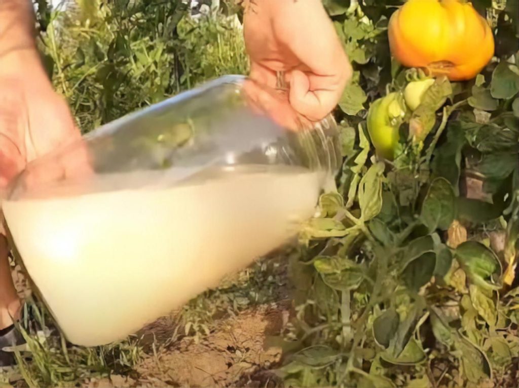 Um den Tomaten eine reichhaltige Ernte zu bringen: 10-14 Tage nach dem Pflanzen 1,5 Esslöffel pro 10 Liter Wasser.